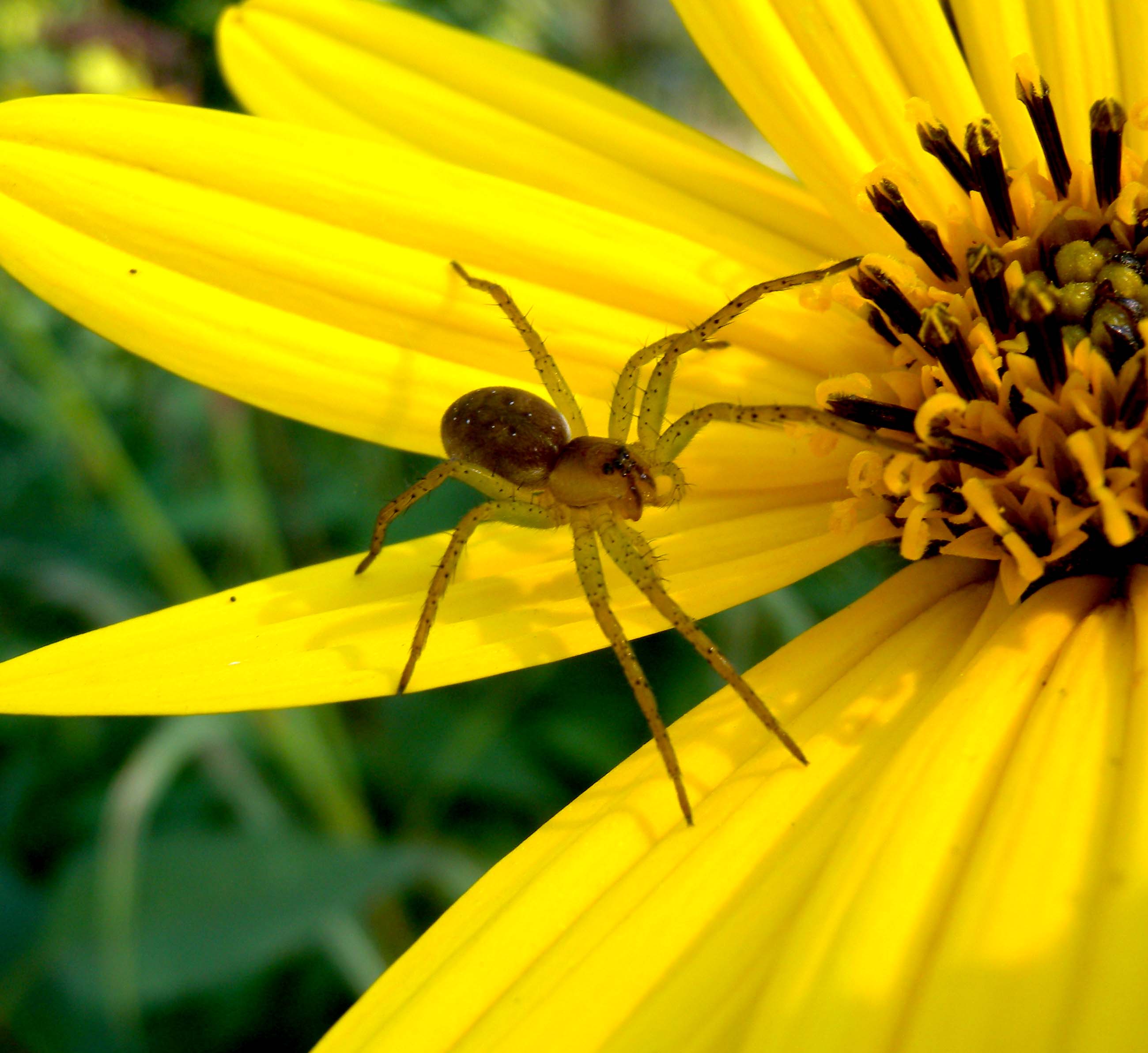 Dolomedes sp.